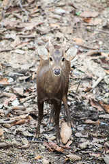 Naklejka na ściany i meble Portrait of deer , Deer / Deer live in the wildlife reserve