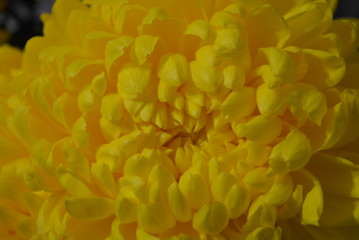 Naklejka na ściany i meble Beautiful autumn Ukrainian flowers, yellow chrysanthemum buds with large and hilarious yellow inflorescences, noble kalyaned flowers, autumn mood, yellow background