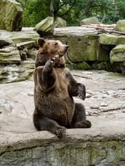 funny brown bears on stone rocks, in unusual poses