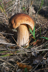 Fototapeta premium Big edible mushroom Boletus edulis in the pine woods, small depth of field. Autumn harvest from the forest. The wild world in the forest under our feet.