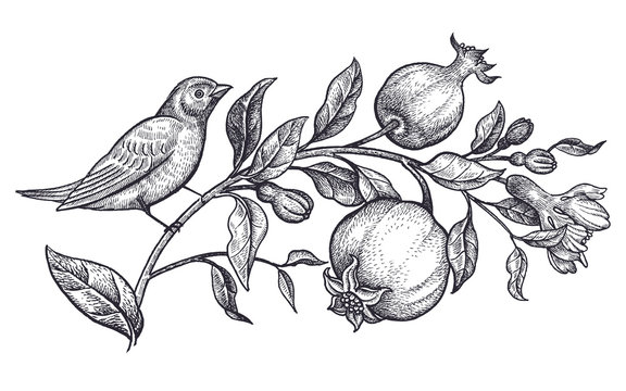 Ink sketch pomegranate tree Royalty Free Vector Image