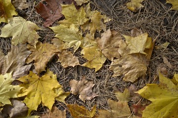 yellow leaves on the ground