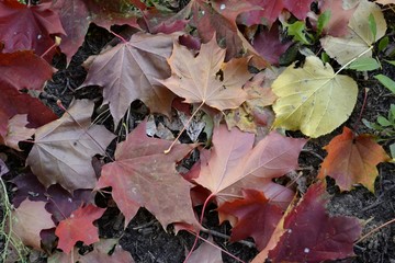 coloured maple leaves