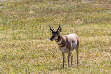 Pronghorn Antelope