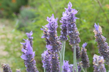 field of lavender flowers