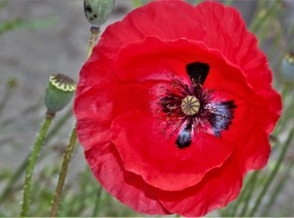 poppy in field