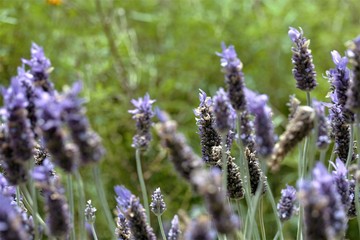 lavender in the field