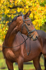 Obraz premium Bay horses in bridle against yellow autumn trees