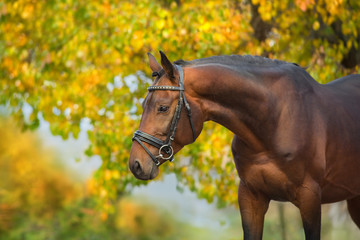Obraz premium Bay horses in bridle against yellow autumn trees