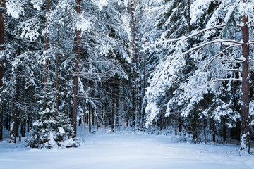 Beautiful winter scenery with forest full of trees covered snow