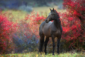 Bay stallion standing in crataegus trees