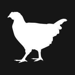 Silhouette chicken. Isolated white silhouette chicken on black background. Vector illustration