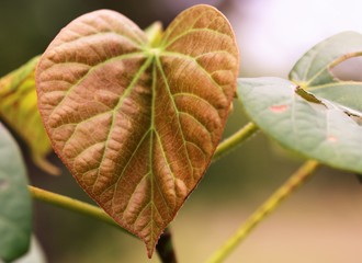 leaf on green background
