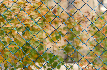 Fototapeta premium Autumn trees can be seen through the bars.