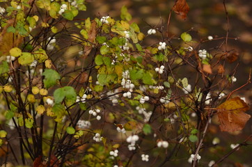 The snowberry Bush with white berries in autumn. Used for hedges.