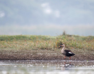 Indian Spot billed Duck