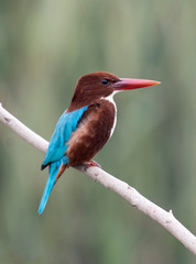 White-throated Kingfisher