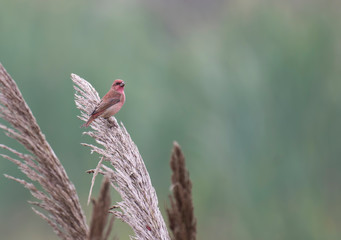 Common rosefinch (Carpodacus erythrinus)