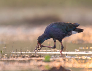 Grey-headed swamphen