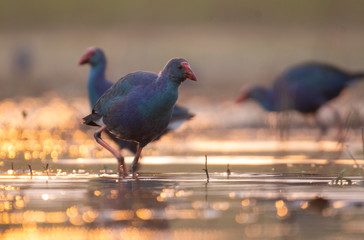 Grey-headed swamphen