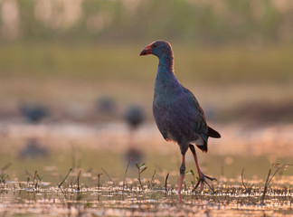Grey-headed swamphen