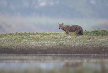 Golden jackal