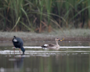 ducks in pond