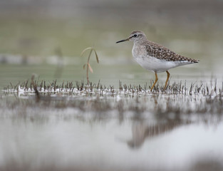Wood Sandpiper  (Tringa glareola)
