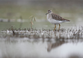 Wood Sandpiper  (Tringa glareola)