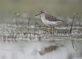 Wood Sandpiper  (Tringa glareola)