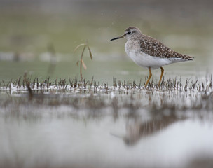Wood Sandpiper  (Tringa glareola)