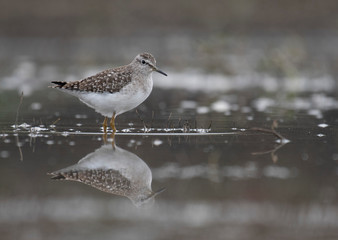 Wood Sandpiper  (Tringa glareola)