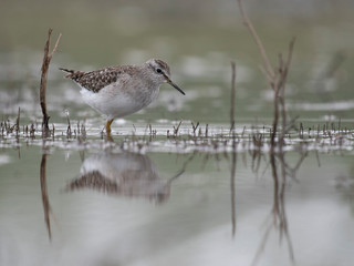 Wood Sandpiper  (Tringa glareola)