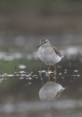 Wood Sandpiper  (Tringa glareola)