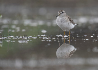Wood Sandpiper  (Tringa glareola)