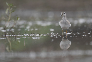 Wood Sandpiper  (Tringa glareola)