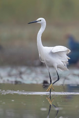 Little Egret  in pond