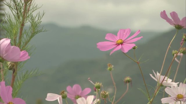 Italian landscape: focus pull from mountains around Badalucco, Italy, shifting onto some pink flowers.