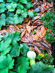 Permaculture - Planting Marigold flowers with vegetable - Sustainable bio agriculture