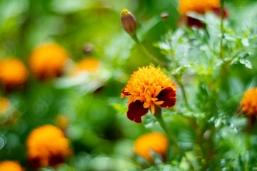 Permaculture - Planting Marigold flowers with vegetable - Sustainable bio agriculture