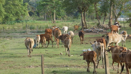 Plakat herd of cows grazing in field