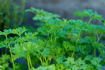 Parsley plants in close up