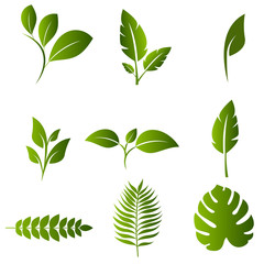 Leaf nature Design Set Vector