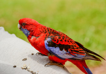 Many parrots live in the forest near Melbourne, Victoria.