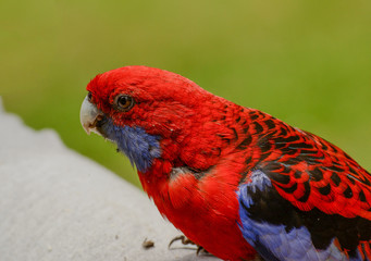 Many parrots live in the forest near Melbourne, Victoria.
