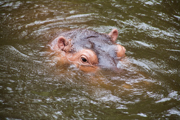 Fototapeta premium Hippopotamus ; Hippo / Close-up of a hippopotamus