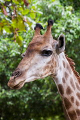 Giraffe ; Head and neck of a giraffe