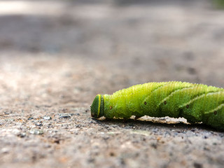 A large caterpillar crawls along the asphalt. Close-up.