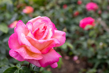 Pink Rose