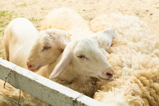 Close up of head sheep in farm. Livestock farm.